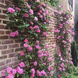 Gro From Climbing Rose Seeds for Planting Outdoors - Rosa Bush Vine Rose Heirloom Flowers Garden 250+ Seeds