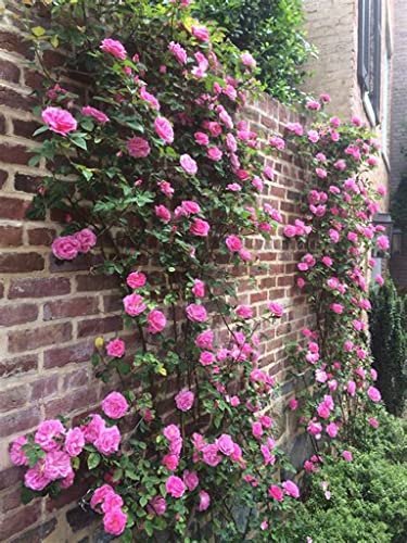 Gro From Climbing Rose Seeds for Planting Outdoors - Rosa Bush Vine Rose Heirloom Flowers Garden 250+ Seeds