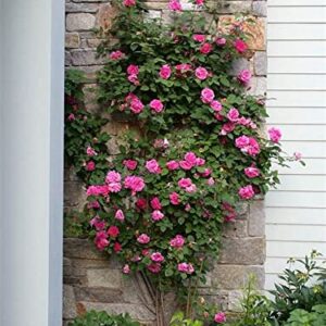 Gro From Climbing Rose Seeds for Planting Outdoors - Rosa Bush Vine Rose Heirloom Flowers Garden 250+ Seeds