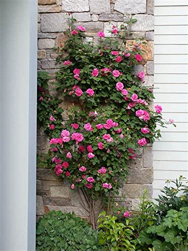 Gro From Climbing Rose Seeds for Planting Outdoors - Rosa Bush Vine Rose Heirloom Flowers Garden 250+ Seeds