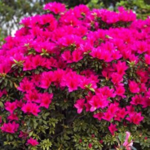 Espoma Organic Azalea-Tone 4-3-4 Natural & Organic Fertilizer and Plant Food for All Flowering Evergreen Shrubs. 4 lb. Bag. Use for Planting & Feeding to Promote Growth & Blooming - Pack of 2