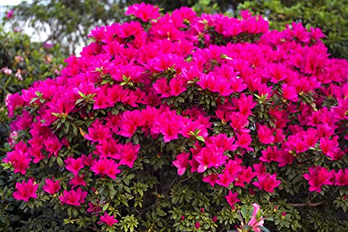Espoma Organic Azalea-Tone 4-3-4 Natural & Organic Fertilizer and Plant Food for All Flowering Evergreen Shrubs. 4 lb. Bag. Use for Planting & Feeding to Promote Growth & Blooming - Pack of 2