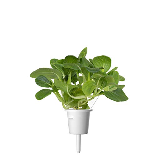 Click and Grow Smart Garden Pak Choi Plant Pods, 3-Pack