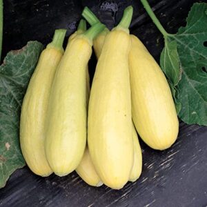David's Garden Seeds Squash Summer Early Prolific Straightneck FBA-00021 (Yellow) 50 Non-GMO, Heirloom Seeds