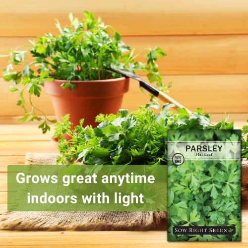 Sow Right Seeds - Flat Leaf Parsley Seed for Planting - Non-GMO Heirloom - Instructions to Plant and Grow a Kitchen Herb Garden, Indoor or Outdoor; Great Gardening Gift (1)