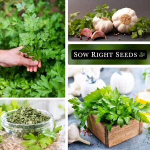 Sow Right Seeds - Flat Leaf Parsley Seed for Planting - Non-GMO Heirloom - Instructions to Plant and Grow a Kitchen Herb Garden, Indoor or Outdoor; Great Gardening Gift (1)