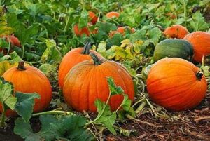 mixed pumpkin seeds for planting “classic mix” – orange and orange-tinted pumpkins in a variety of sizes and shapes | heirloom seeds by liliana’s garden |