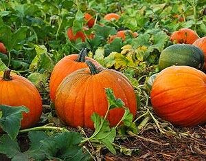 Mixed Pumpkin Seeds for Planting “Classic Mix” – Orange and Orange-Tinted Pumpkins in a Variety of Sizes and Shapes | Heirloom Seeds by Liliana's Garden |