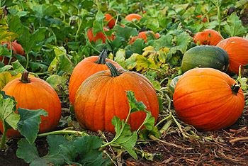 Mixed Pumpkin Seeds for Planting “Classic Mix” – Orange and Orange-Tinted Pumpkins in a Variety of Sizes and Shapes | Heirloom Seeds by Liliana's Garden |