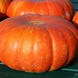 Mixed Pumpkin Seeds for Planting “Classic Mix” – Orange and Orange-Tinted Pumpkins in a Variety of Sizes and Shapes | Heirloom Seeds by Liliana's Garden |