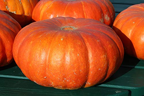 Mixed Pumpkin Seeds for Planting “Classic Mix” – Orange and Orange-Tinted Pumpkins in a Variety of Sizes and Shapes | Heirloom Seeds by Liliana's Garden |