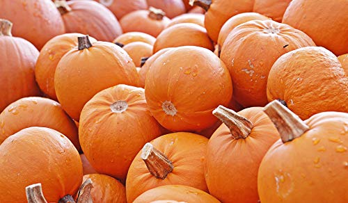 Mixed Pumpkin Seeds for Planting “Classic Mix” – Orange and Orange-Tinted Pumpkins in a Variety of Sizes and Shapes | Heirloom Seeds by Liliana's Garden |