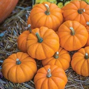 Mixed Pumpkin Seeds for Planting “Classic Mix” – Orange and Orange-Tinted Pumpkins in a Variety of Sizes and Shapes | Heirloom Seeds by Liliana's Garden |