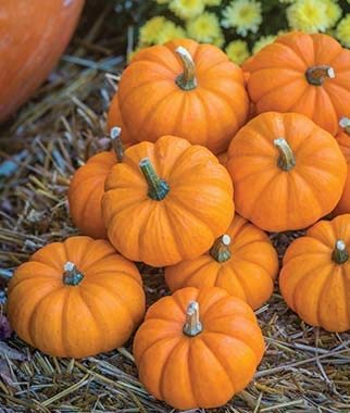 Mixed Pumpkin Seeds for Planting “Classic Mix” – Orange and Orange-Tinted Pumpkins in a Variety of Sizes and Shapes | Heirloom Seeds by Liliana's Garden |