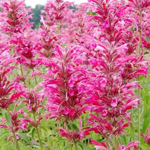 hummingbird mint seeds agastache heather queen fragrant deer & drought resistant attracts hummingbirds low maintenance rock garden bed border outdoor 60pcs flower seeds by yegaol garden