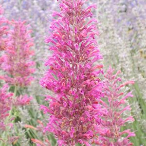 Hummingbird Mint Seeds Agastache Heather Queen Fragrant Deer & Drought Resistant Attracts Hummingbirds Low Maintenance Rock Garden Bed Border Outdoor 60Pcs Flower Seeds by YEGAOL Garden