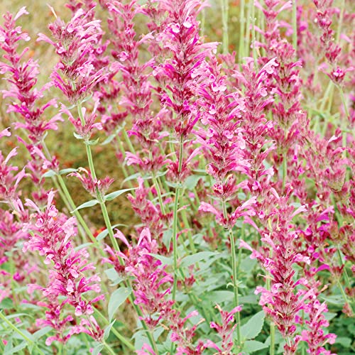 Hummingbird Mint Seeds Agastache Heather Queen Fragrant Deer & Drought Resistant Attracts Hummingbirds Low Maintenance Rock Garden Bed Border Outdoor 60Pcs Flower Seeds by YEGAOL Garden