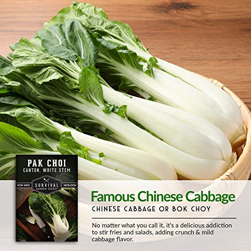 Survival Garden Seeds - Canton White Stem Pak Choi or Bok Choy Seed for Planting - 2 Packs with Instructions to Grow Brassica Rapa Chinensis in Your Home Vegetable Garden - Non-GMO Heirloom Variety