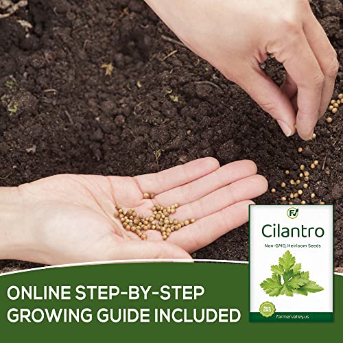 Cilantro Seeds for Planting Home Garden Herbs - Individual Pack of 300+ Heirloom Seeds, Suitable for Outdoors, Indoors, and Hydroponics - Non-GMO, Non-Hybrid, Untreated, and USA Grown Variety