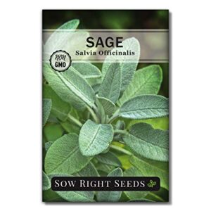 sow right seeds – sage seeds for planting – non-gmo heirloom sage seeds with instructions to plant and grow kitchen herb garden, indoor or outdoor; great garden gift (1)