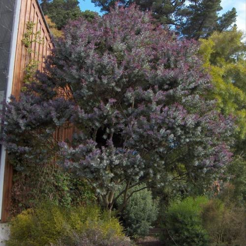 CHUXAY GARDEN 10 Seeds Purple Acacia Baileyana,Cootamundra Wattle Fast-Growing Large Graceful Evergreen Shrub Striking Landscaping Plant Easy Grow