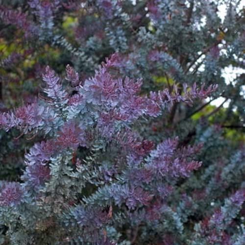 CHUXAY GARDEN 10 Seeds Purple Acacia Baileyana,Cootamundra Wattle Fast-Growing Large Graceful Evergreen Shrub Striking Landscaping Plant Easy Grow