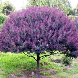 CHUXAY GARDEN 10 Seeds Purple Acacia Baileyana,Cootamundra Wattle Fast-Growing Large Graceful Evergreen Shrub Striking Landscaping Plant Easy Grow