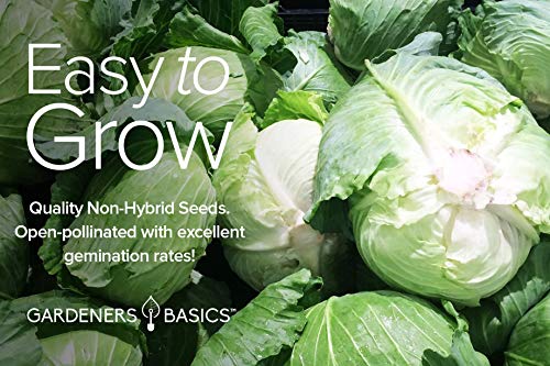 Cabbage Seeds for Planting 5 Individual Packets Bok Choy, Michihili (Napa) Chinese Cabbage, Red, Golden Acre and Copenhagen Market Early for Your Non GMO Heirloom Vegetable Garden by Gardeners Basics