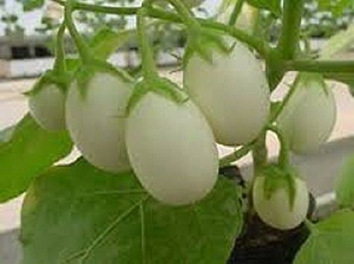 25 Pianta Delle Uova Seeds, Excellent italian Small white Eggplant