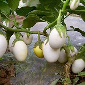 25 Pianta Delle Uova Seeds, Excellent italian Small white Eggplant