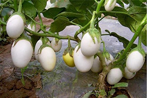 25 Pianta Delle Uova Seeds, Excellent italian Small white Eggplant