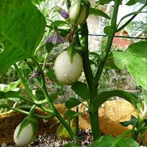 25 Pianta Delle Uova Seeds, Excellent italian Small white Eggplant