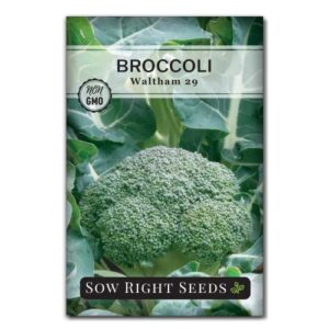 sow right seeds – waltham 29 broccoli seeds for planting – non-gmo heirloom packet with instructions to plant an outdoor home vegetable garden – grow your own fresh green broccoli – great gift