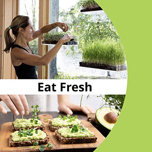 Window Garden Double Veg Ledge Shelf Organic Wheatgrass Kit Bundle (5) -Enough Pre-Measure Seeds, Fiber Soil to Grow 5 Trays on Your Indoor Window. Superfood Healthy Benefits for You and Your Cat.