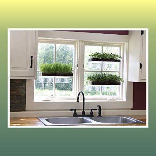 Window Garden Double Veg Ledge Shelf Organic Wheatgrass Kit Bundle (5) -Enough Pre-Measure Seeds, Fiber Soil to Grow 5 Trays on Your Indoor Window. Superfood Healthy Benefits for You and Your Cat.