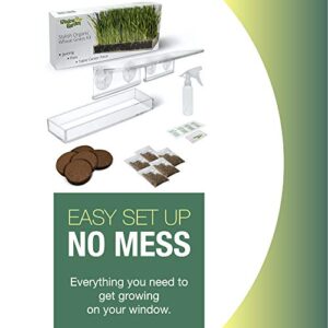 Window Garden Double Veg Ledge Shelf Organic Wheatgrass Kit Bundle (5) -Enough Pre-Measure Seeds, Fiber Soil to Grow 5 Trays on Your Indoor Window. Superfood Healthy Benefits for You and Your Cat.