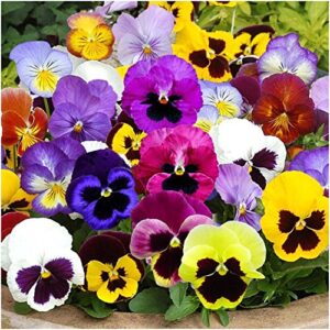 Seed Needs, Edible Wildflower Seed Packet Collection ( 7 Varieties of Flower Seed for Planting) Non-GMO & Untreated - Includes Viola, Pansies, Chives, Borage, Calendula, Nasturtium and Bee Balm