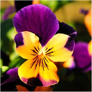 Seed Needs, Edible Wildflower Seed Packet Collection ( 7 Varieties of Flower Seed for Planting) Non-GMO & Untreated - Includes Viola, Pansies, Chives, Borage, Calendula, Nasturtium and Bee Balm