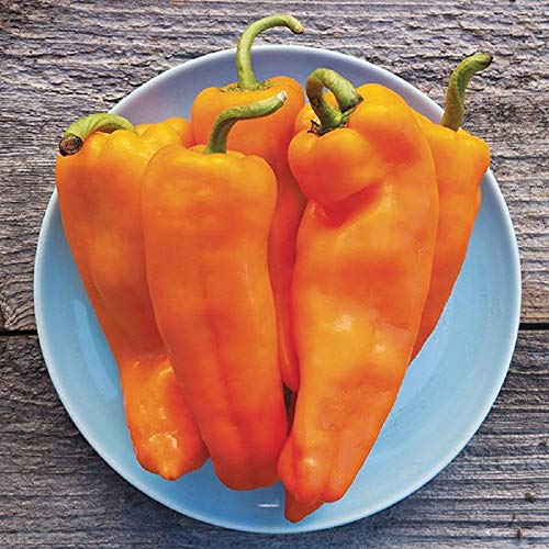 David's Garden Seeds Pepper Specialty Lively Sweet Italian FBA-00037 (Orange) 25 Non-GMO, Open Pollinated Seeds