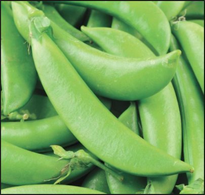 Sugar Ann Snap Pea Garden Seeds, 50+ Heirloom Seeds Per Packet, (Isla's Garden Seeds), Non GMO Seeds, Botanical Name: Pisum sativum