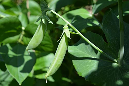 Sugar Ann Snap Pea Garden Seeds, 50+ Heirloom Seeds Per Packet, (Isla's Garden Seeds), Non GMO Seeds, Botanical Name: Pisum sativum