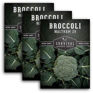 waltham 29 broccoli seed for planting – packet with instructions to plant & grow cool weather broccoli in your home vegetable garden – non-gmo heirloom variety – survival garden seeds – 3 pack
