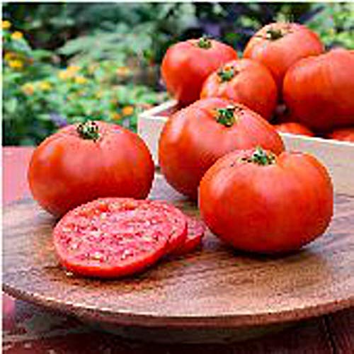 Better Boy Tomato Seeds (20+ Seeds) | Non GMO | Vegetable Fruit Herb Flower Seeds for Planting | Home Garden Greenhouse Pack