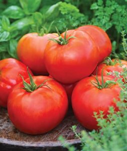 burpee ‘big daddy’ hybrid | red slicing tomato | 35 seeds