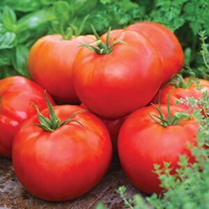 Burpee 'Big Daddy' Hybrid | Red Slicing Tomato | 35 Seeds