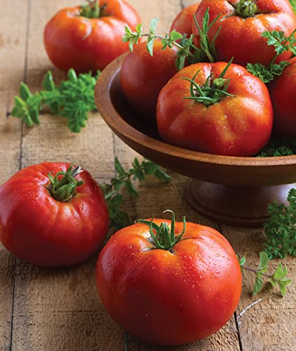 Burpee 'Big Daddy' Hybrid | Red Slicing Tomato | 35 Seeds