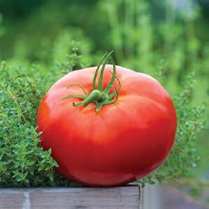 Burpee 'Big Daddy' Hybrid | Red Slicing Tomato | 35 Seeds