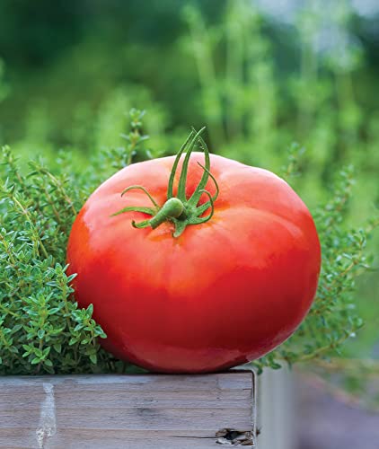 Burpee 'Big Daddy' Hybrid | Red Slicing Tomato | 35 Seeds