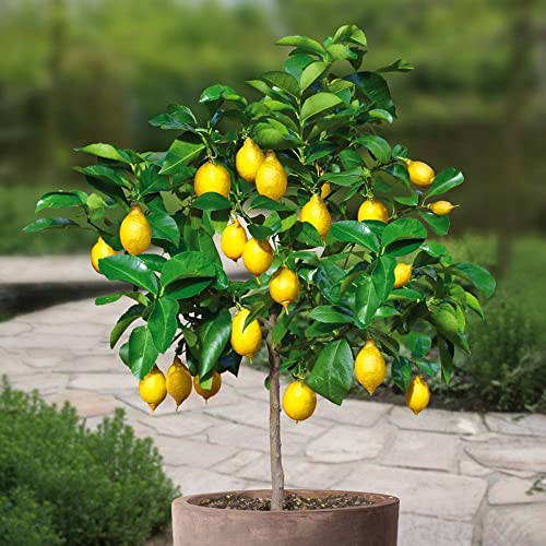 CHUXAY GARDEN Lemon Tree-10 Seeds Rare Survival Gear Food Seeds Vegetables Survival kit Heirloom Gardening Gifts