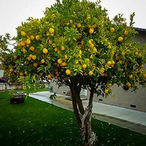 CHUXAY GARDEN Lemon Tree-10 Seeds Rare Survival Gear Food Seeds Vegetables Survival kit Heirloom Gardening Gifts